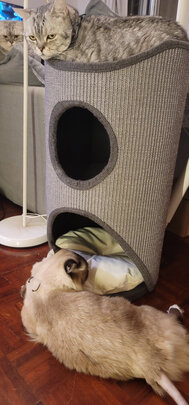 猫爬架