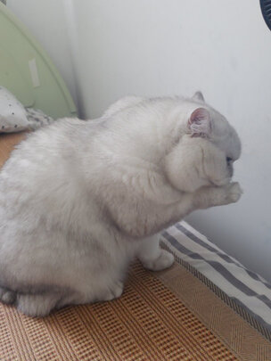 猫冻干