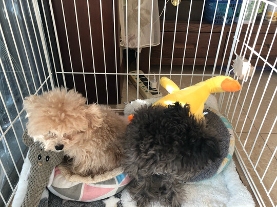 狗狗玩具