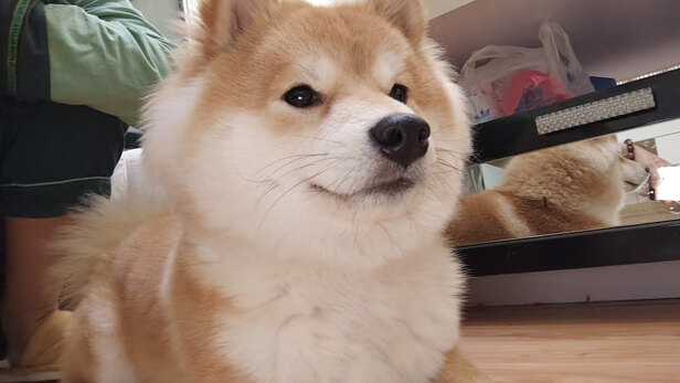 宠物吸毛器