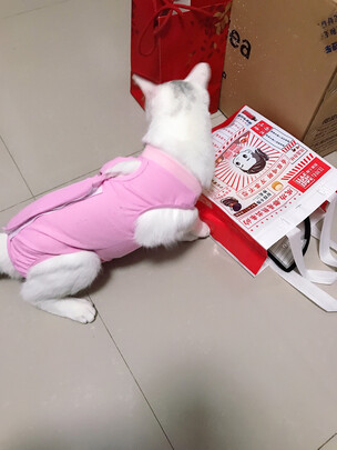 猫咪手术服