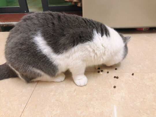 猫粮