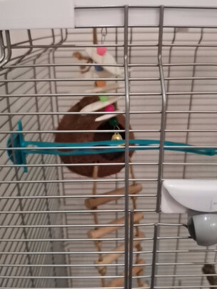 鸟笼