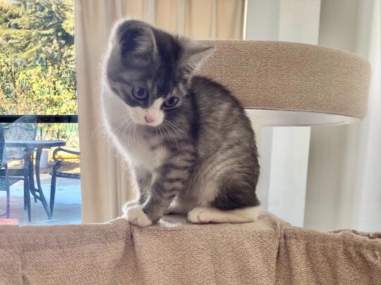 猫爬架