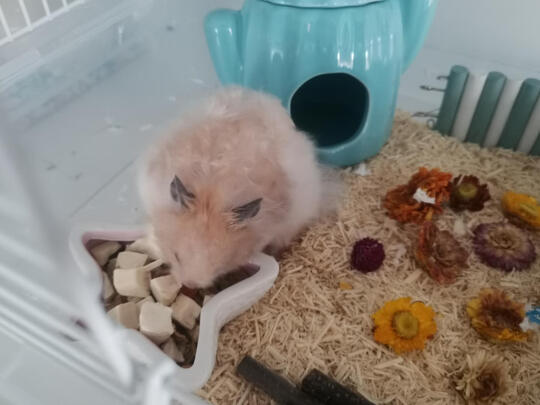 仓鼠粮食