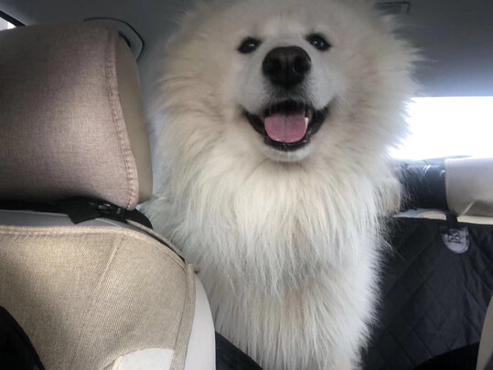 狗粮