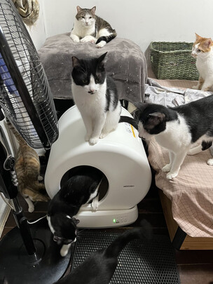 猫砂铲