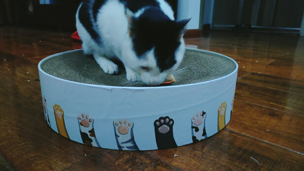 猫窝