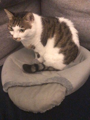 猫窝