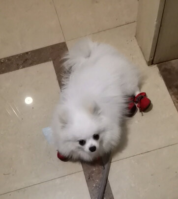 狗狗鞋