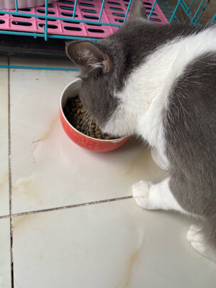 猫粮