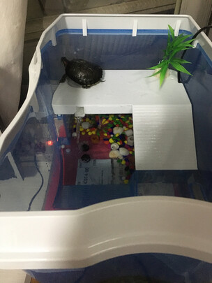 乌龟缸