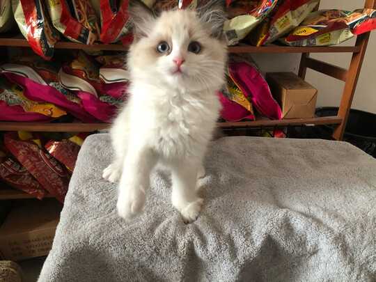  猫笼