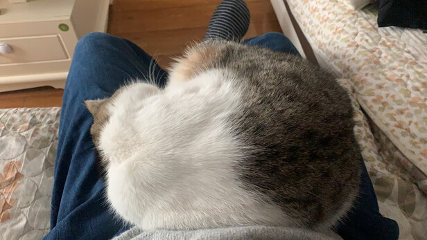 猫咪指甲剪
