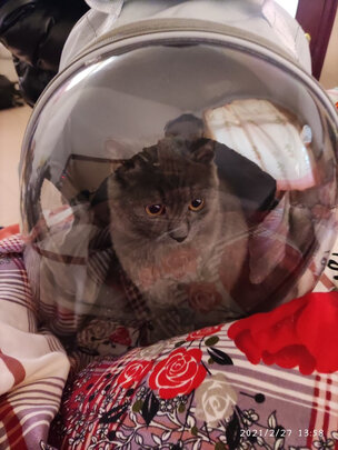 猫包