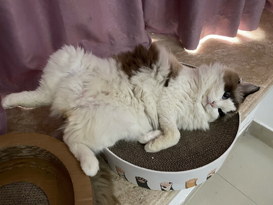 猫窝