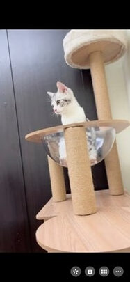 猫爬架