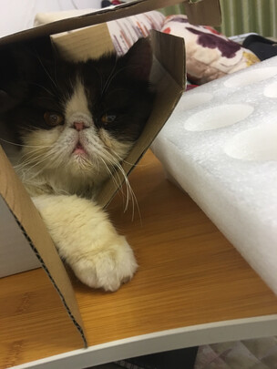 猫狗梳子