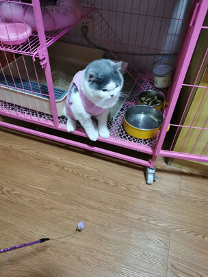 猫咪手术服