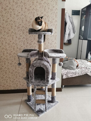 猫爬架