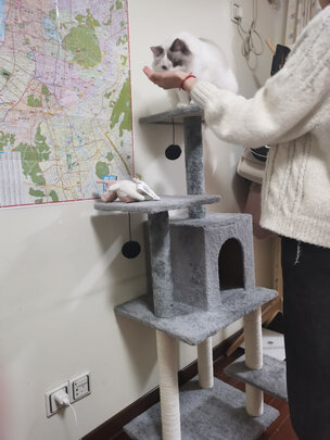 猫爬架