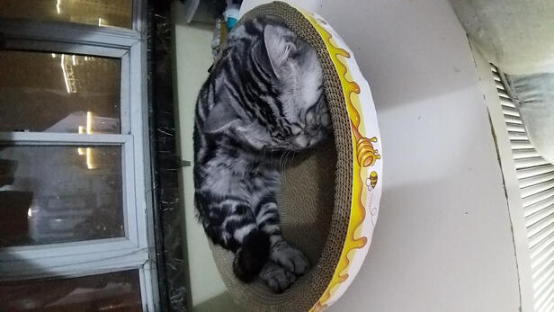 猫窝