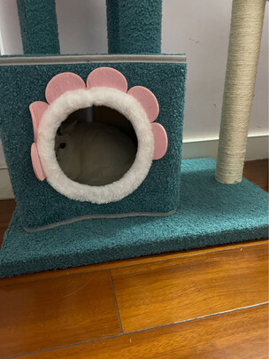 猫爬架