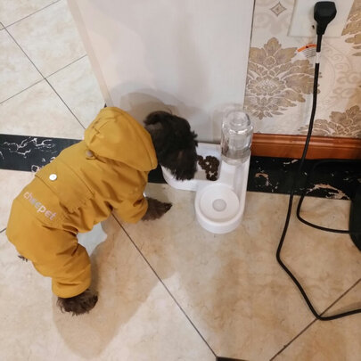 猫碗狗碗