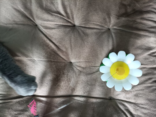 逗猫玩具