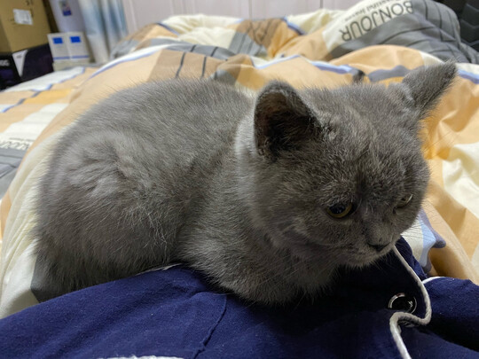 狗狗除臭剂
