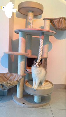 猫爬架