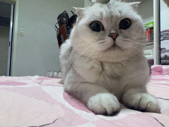 猫粮罐头