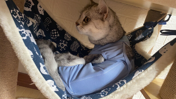 猫咪手术服