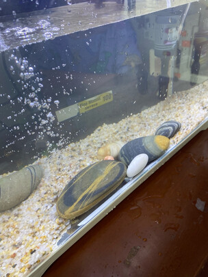 桌面鱼缸