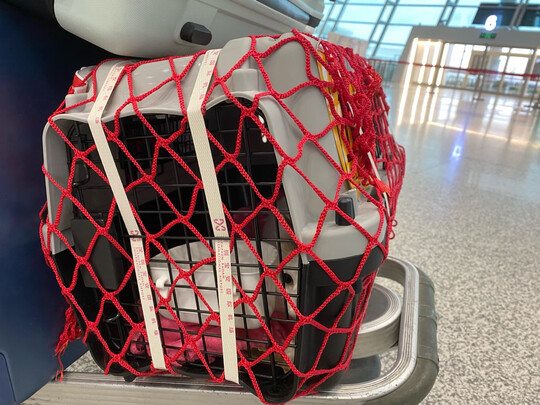 宠物航空箱