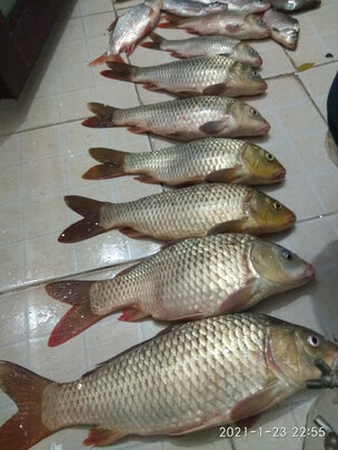 质量评测真实体验中逵鲫鱼竿怎么样?揭秘很多人不是后悔的谎言?