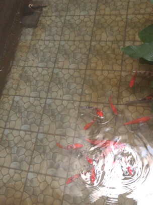 鱼缸净水剂