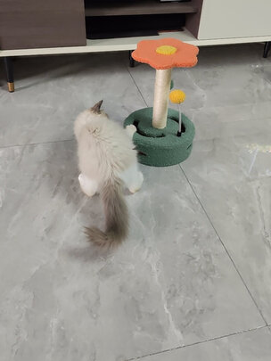 猫爬架