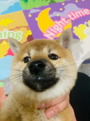狗粮