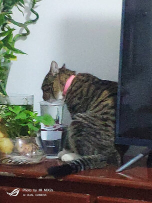 猫粮