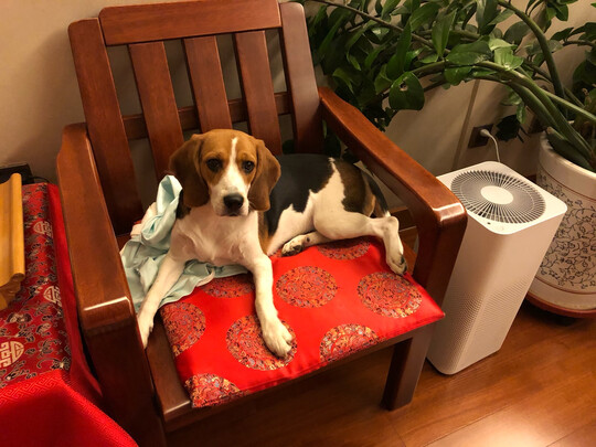 狗狗零食