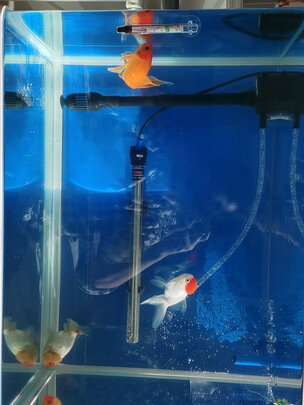 minksheen鱼缸加热棒怎么样体验揭秘