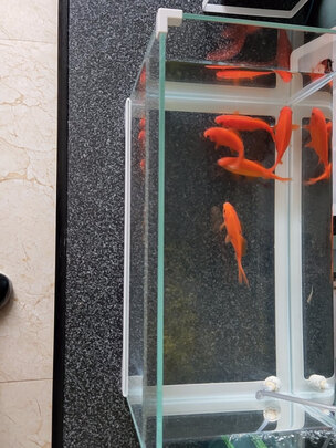 桌面鱼缸