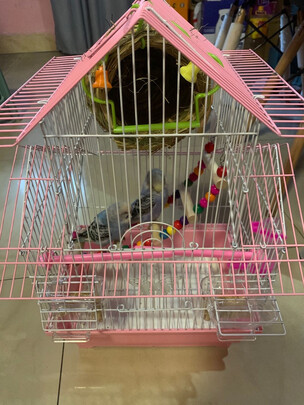 鸟粮