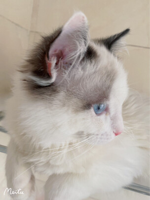 猫粮罐头