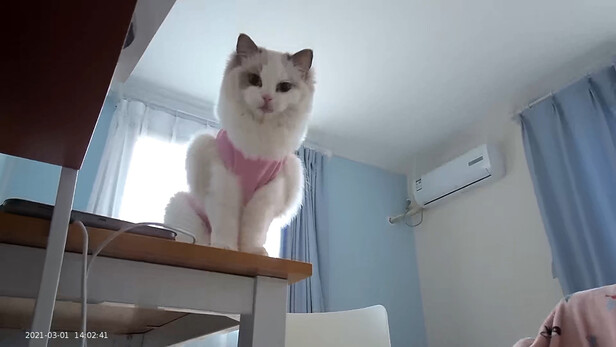 猫咪手术服