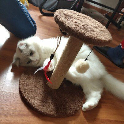 猫爬架