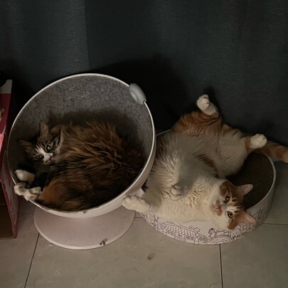 豆腐猫砂