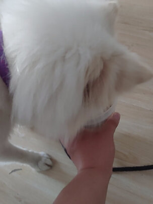 狗粮