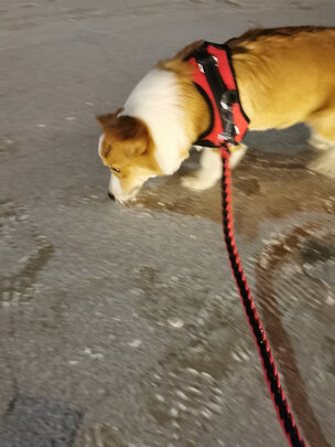 狗狗牵引绳